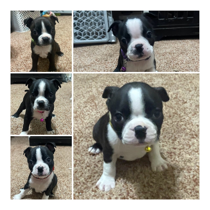 Boston Terrier puppies 1 boy 4 Girls