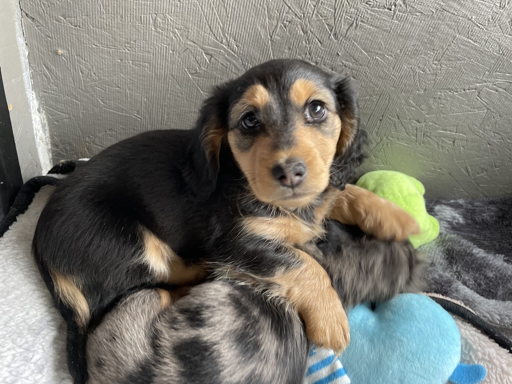 Miniature Dachshund Puppies