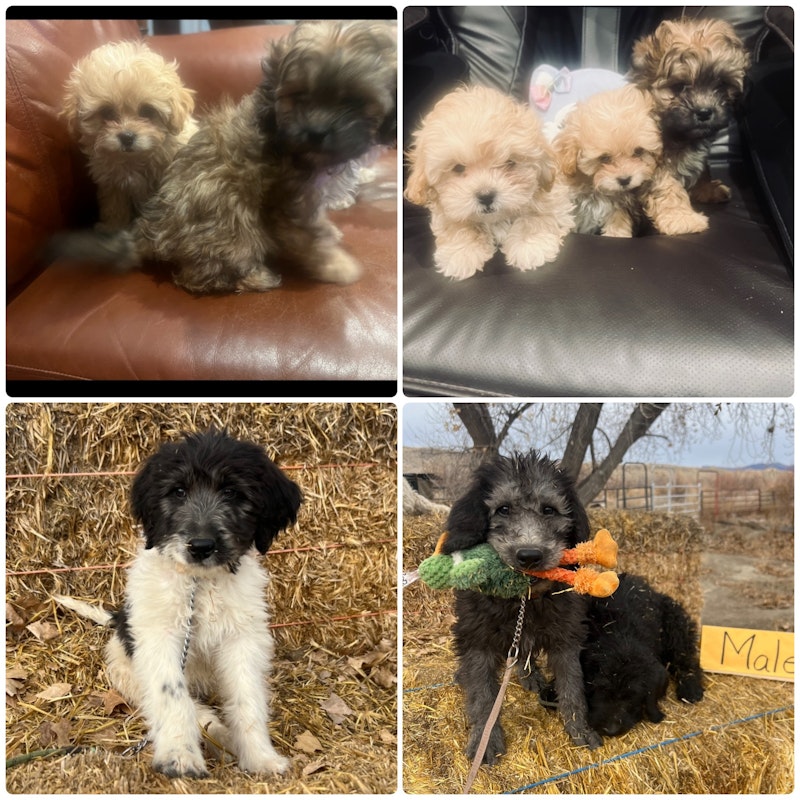 Toy poodles & Labradoodles