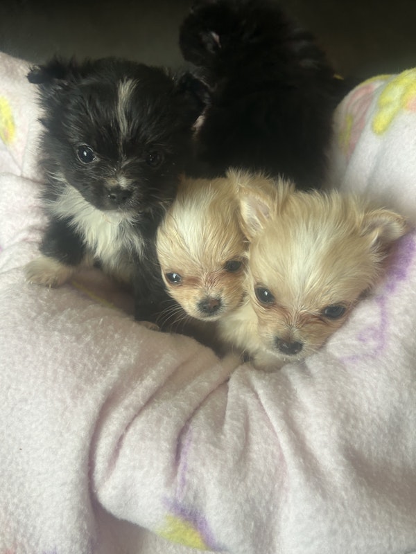 Toy Longhaired Chihuahuas