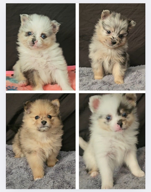 Female Pomskies