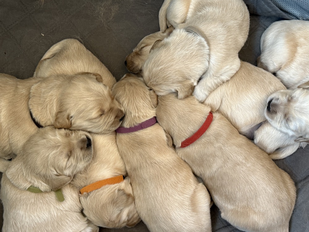 AKC Golden Retrievers