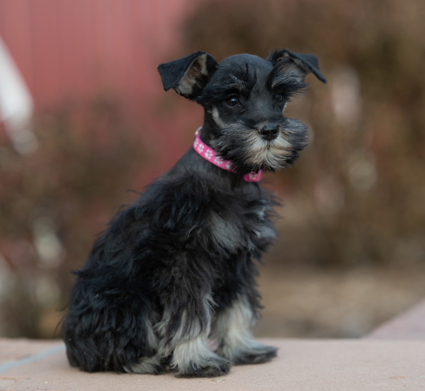 Mini Schnauzer Puppies