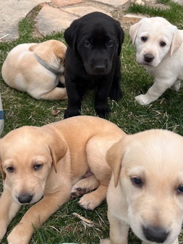 Purebred Labrador Puppies