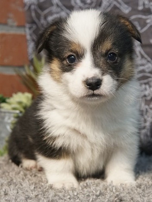 Corgis for sale