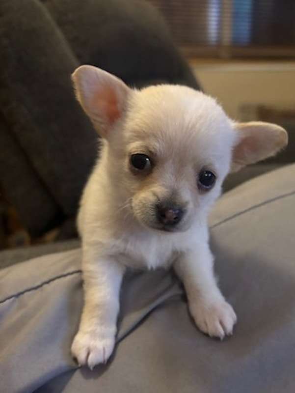 Adorable Chiweenies