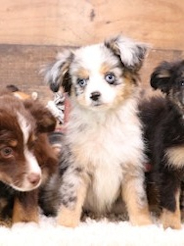 Toy Australian Shepherd puppies