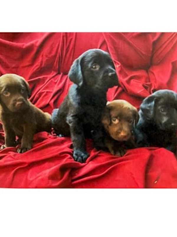 AKC REGISTERED LABS FOR SALE
