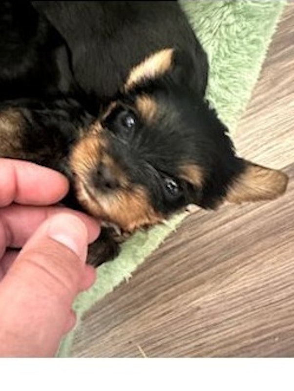 Merle Yorkies