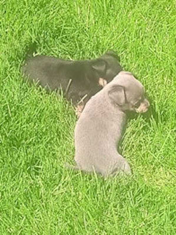 Chihuahua's For Sale