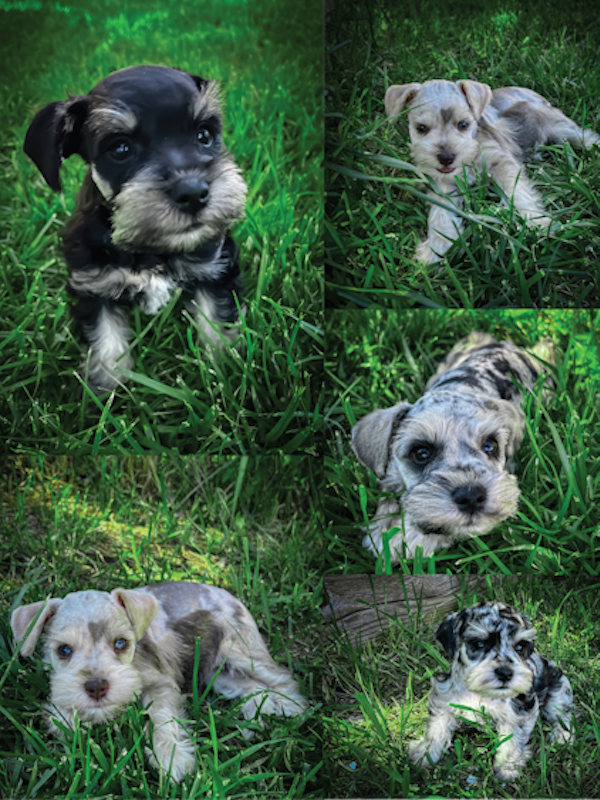 Miniature Schnauzer Puppies