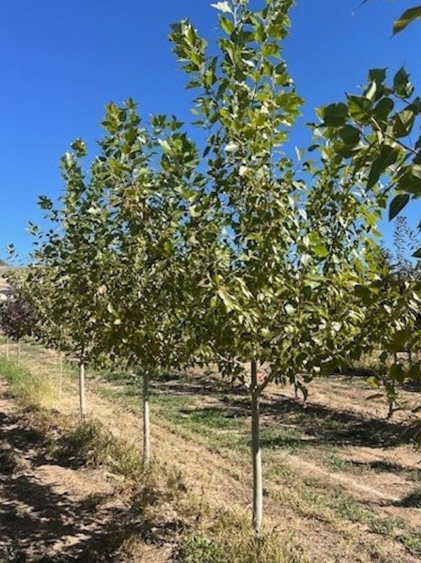 Trees For Sale