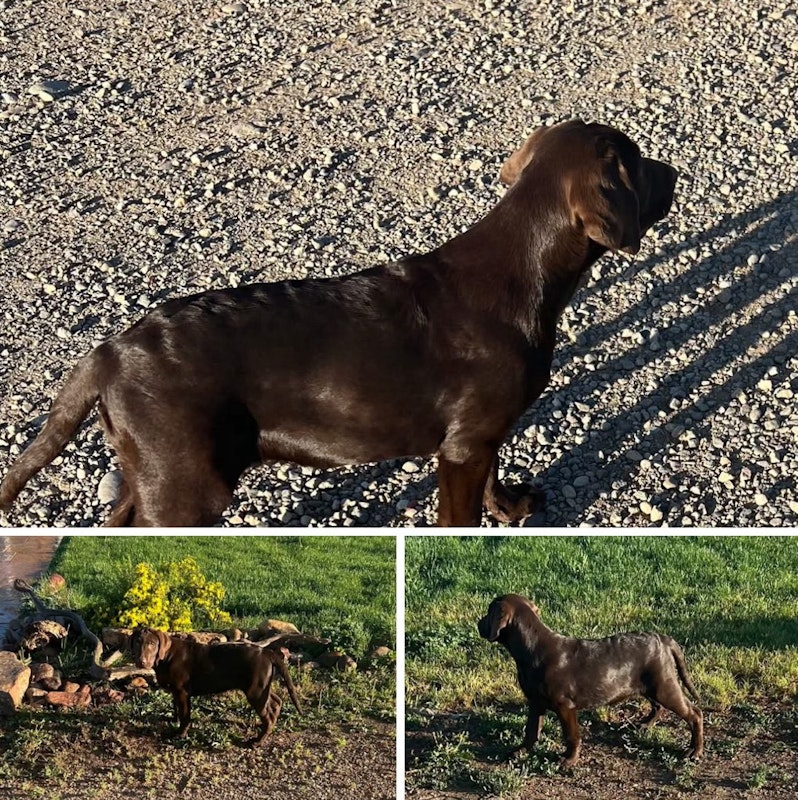 AKC CHOCOLATE LABS