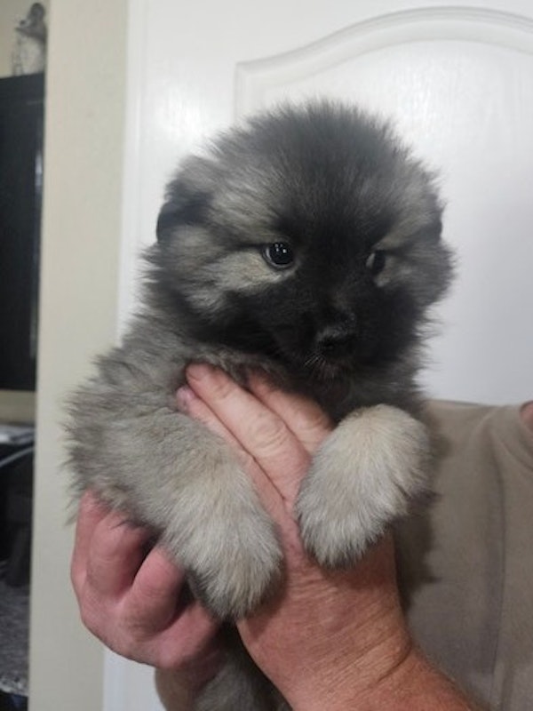 Keeshond Puppies
