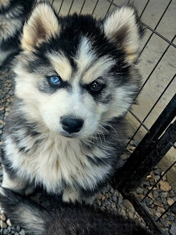 AKC Siberian Huskies