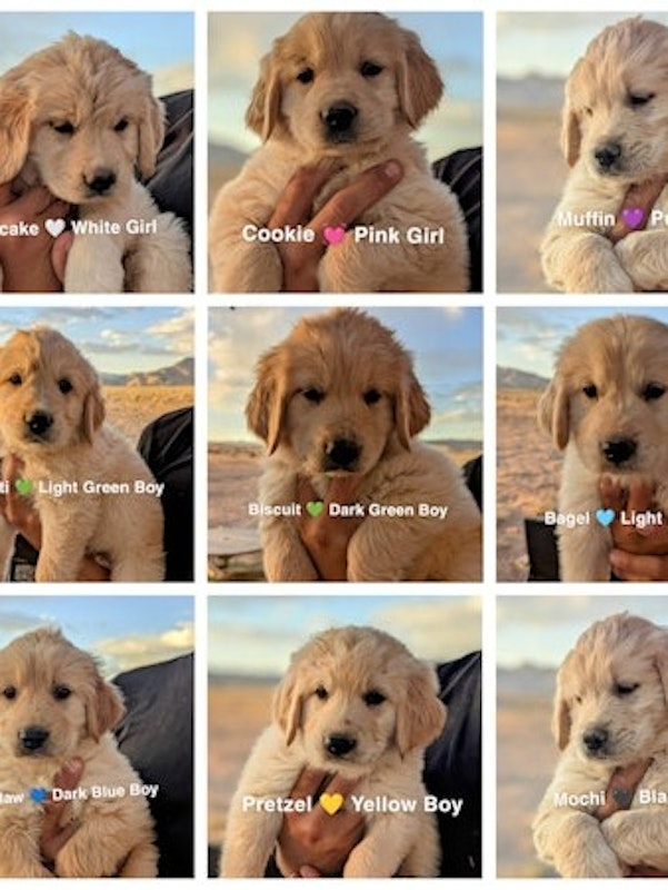 Golden Retriever mix Puppies