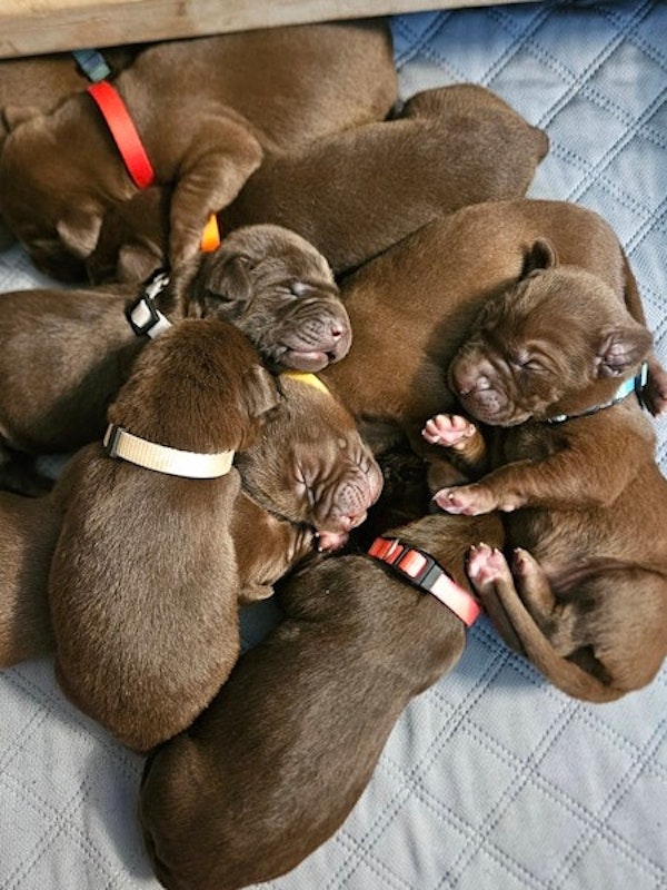 AKC Lab Puppies