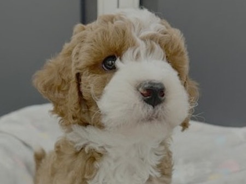 Mini Sheepadoodles