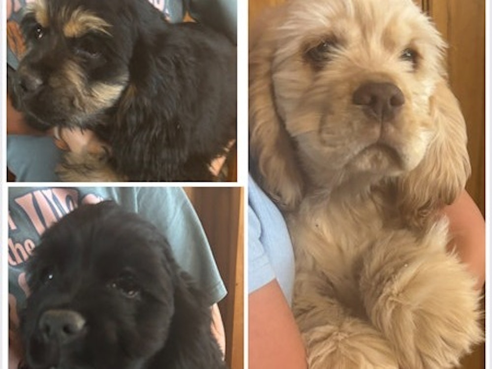 AKC American Cocker Spaniel Puppies