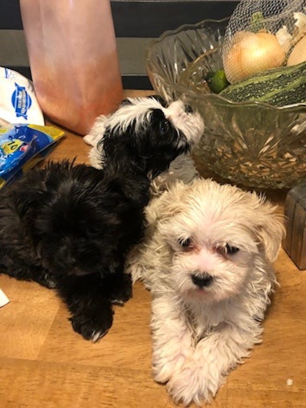 Acacians are a toy breed $575.00