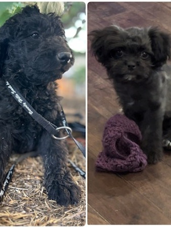 Puppies -Ready Now!