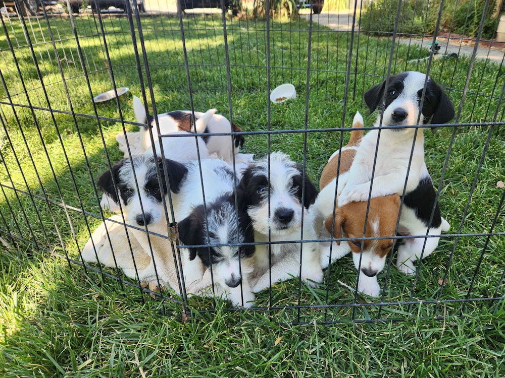 jack Russell Terriers