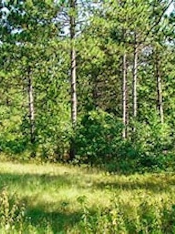 53 Wooded Acres of Recreational Property