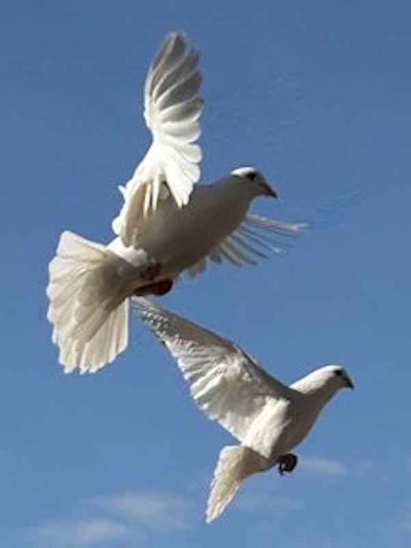 Chicks and pigeons