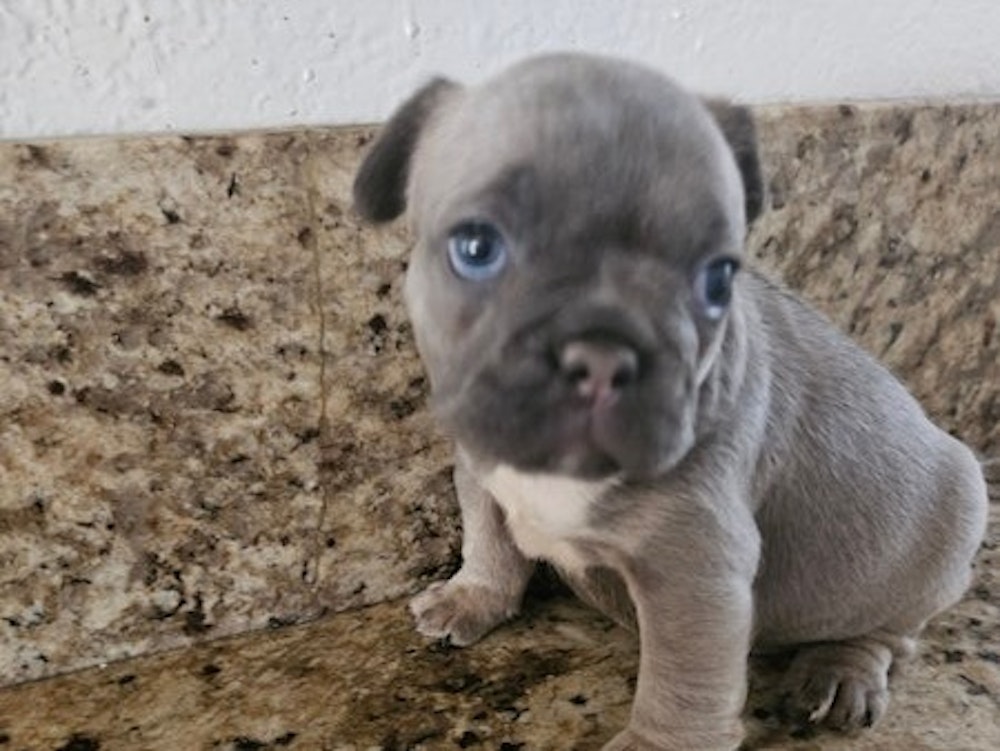 French bulldog Puppies!