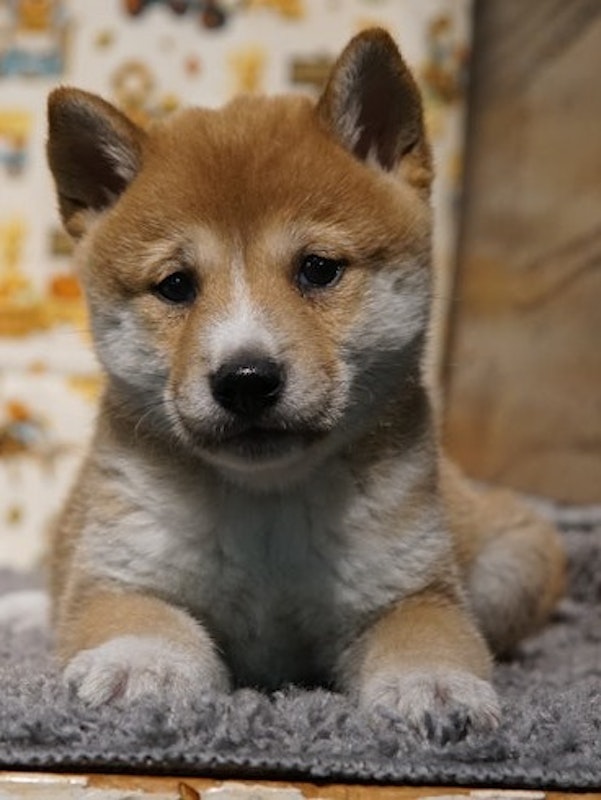 Shiba Inu puppies for sale $1250!