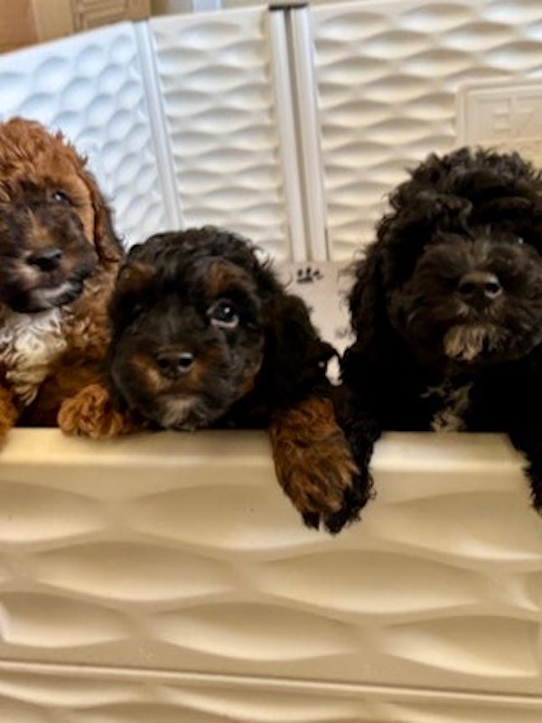 AKC Mini Poodles