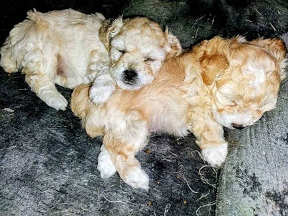 Playfull Miniature Bichon Pups