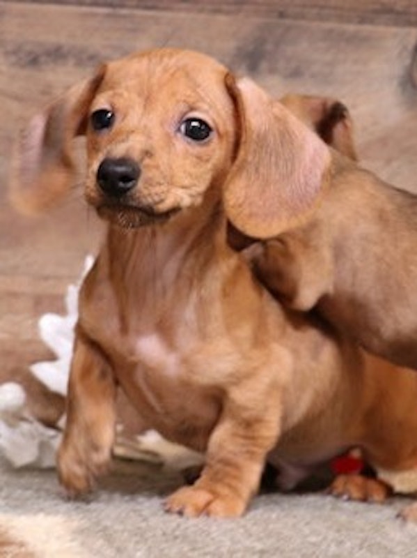 Miniature Dachshund puppies for sale
