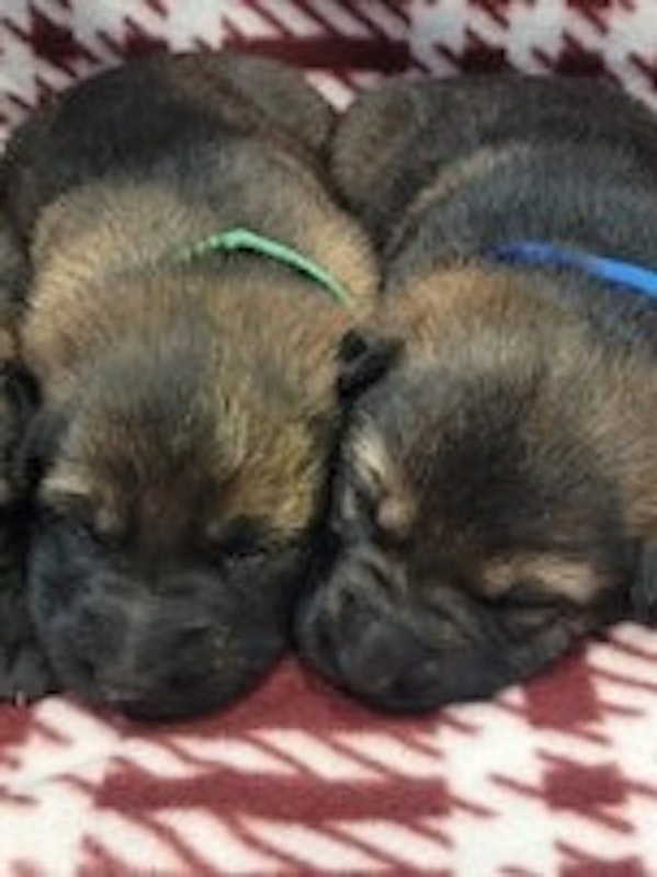 AKC German Shepherd puppies