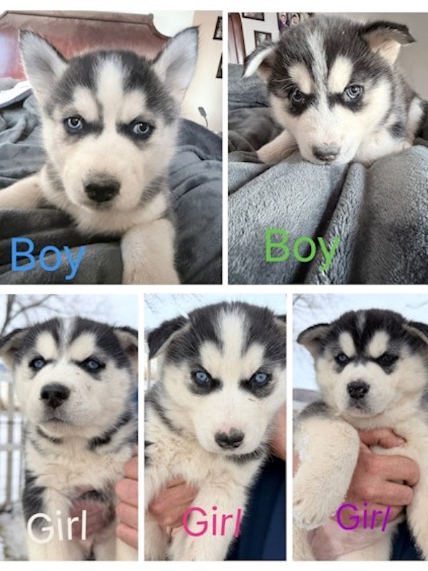 Husky Puppies ready for forever home