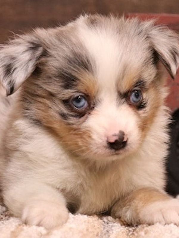 Toy Australian Shepherds & Miniature Dachshunds