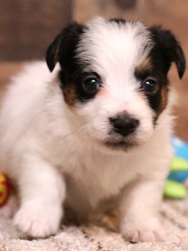Jack Russell Terrier pups