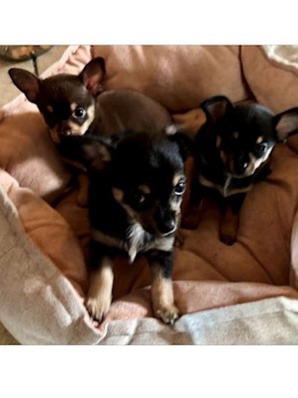 F1B Chihuahuas