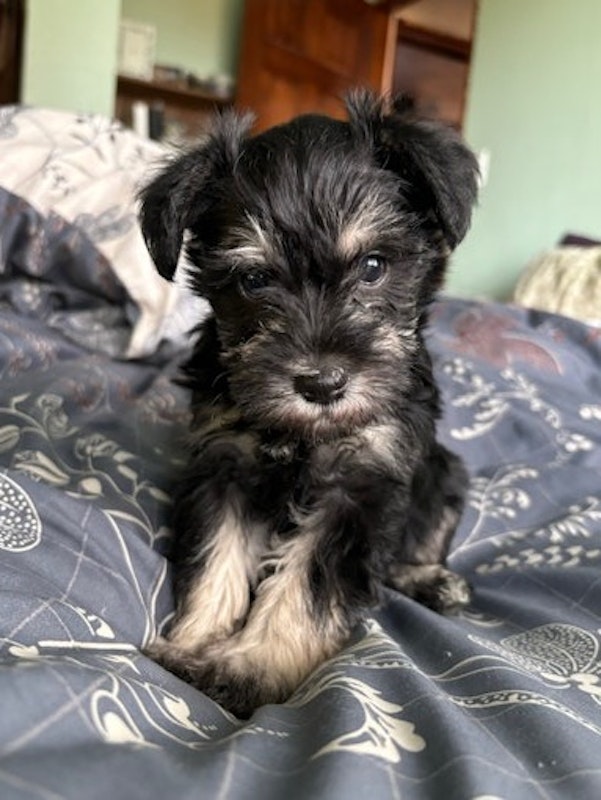 Miniature Schnauzer Puppies