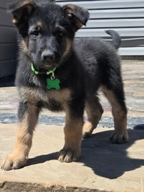German Shepherd Puppies