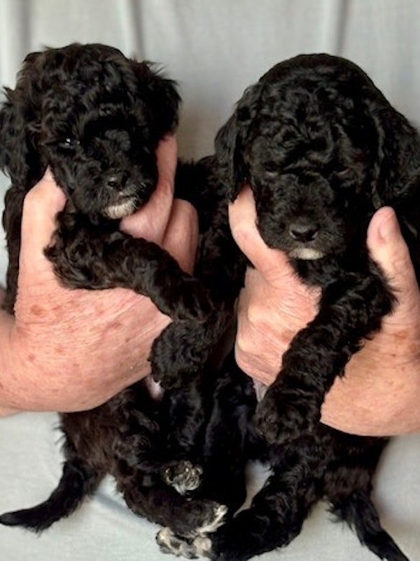 Mini and Micro Mini (toy) F1b Goldendoodles