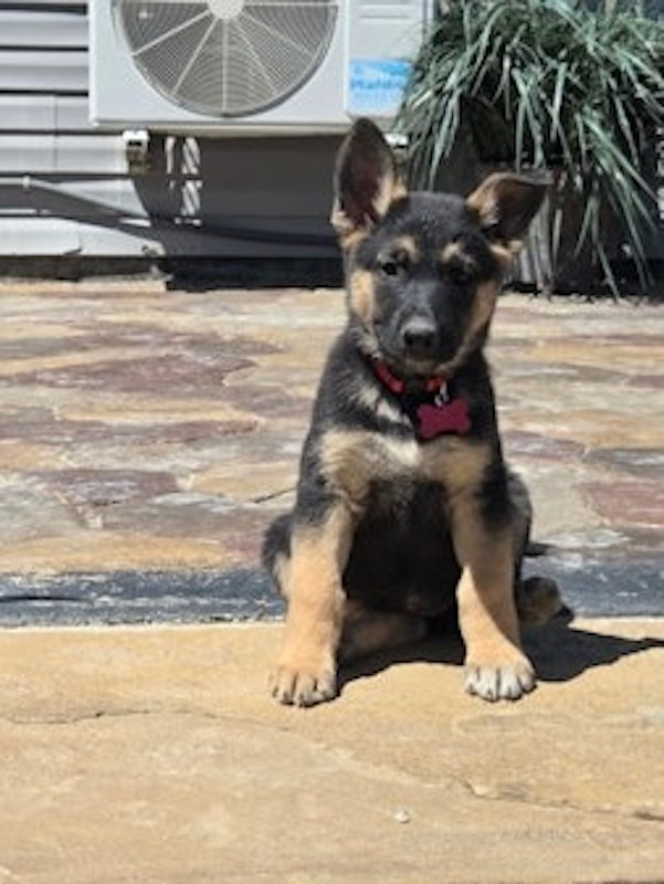 German Shepherd Puppies