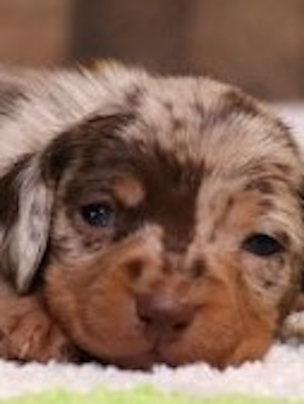 Miniature Dachshunds & Toy Australian Shepherd puppies