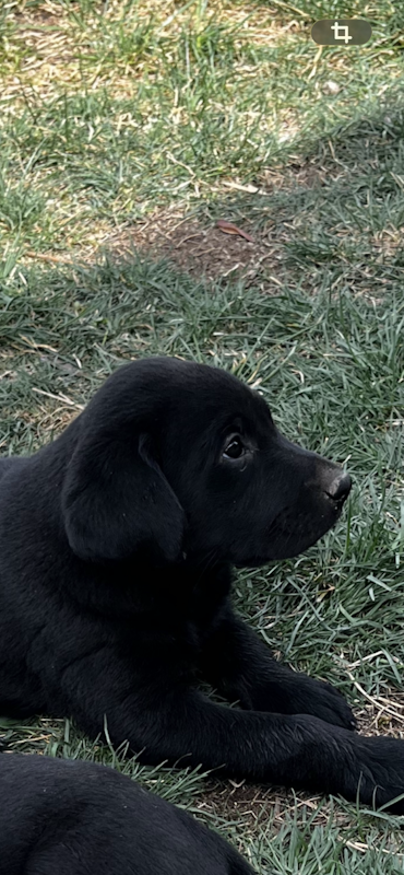 AKC Lab puppies