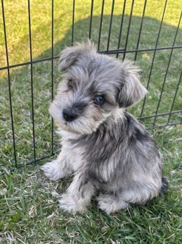 Miniature Schnauzer Puppies