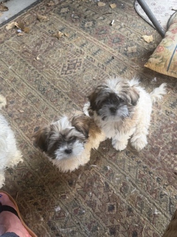 14 week old male ready for homes , first shifts done $800