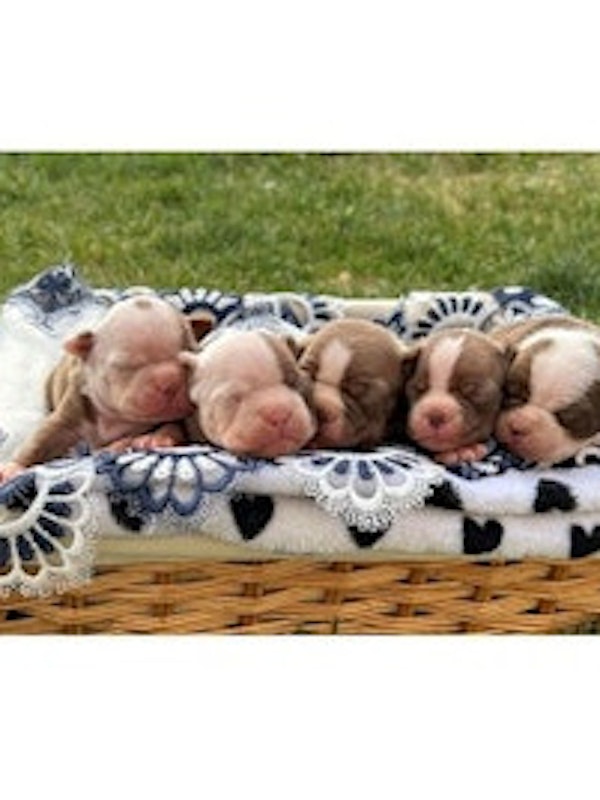 AKC BOSTON TERRIERS PUPPIES