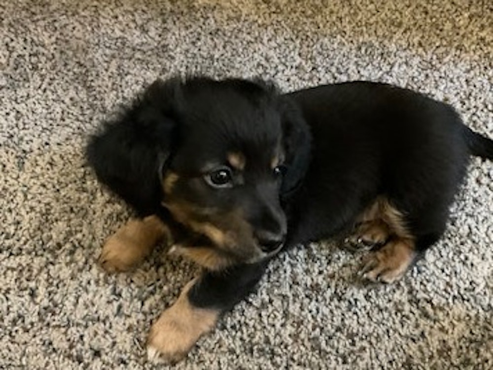 Dachshund Puppy Black and Tan Male
