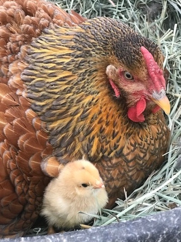 Laying Hens and Eggs