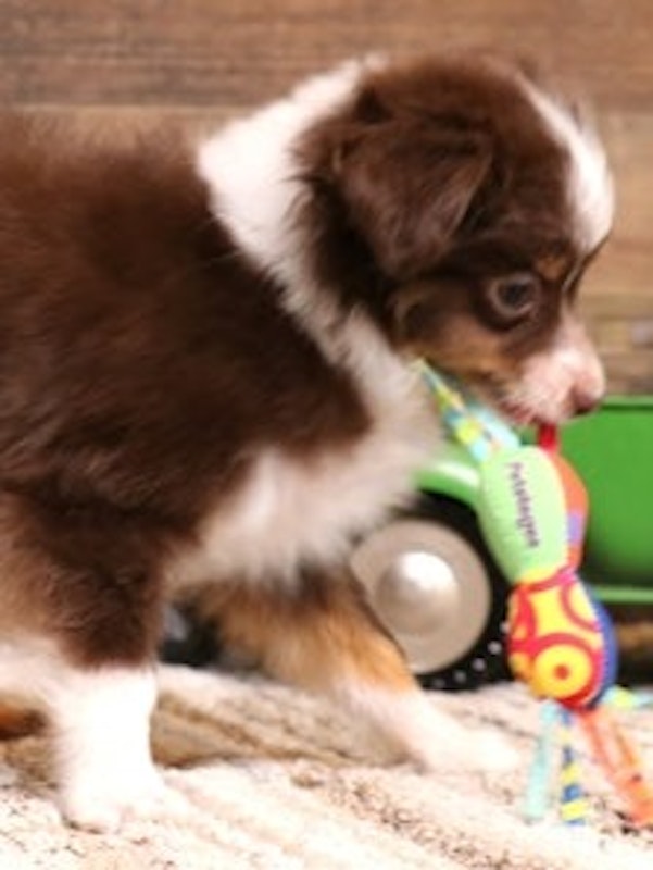 Toy Australian Shepherds & Miniature Dachshunds